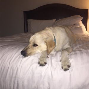 Meet your Posher, Janet